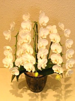 NO.12ミニ胡蝶蘭、ホワイト、３本仕立、花数24輪以上